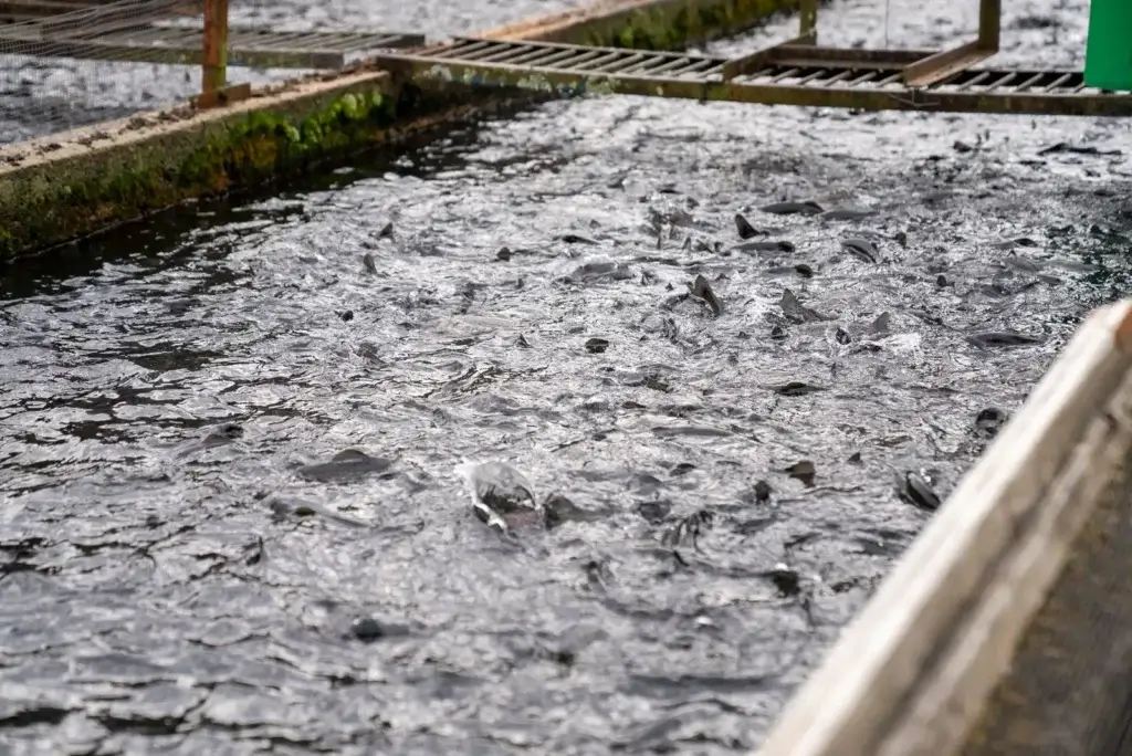 Crowded trout swimming in an outdoor aquaculture basin, highlighting industrial fish farming scene.